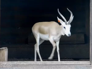 У Гродзенскі заапарк прывезлі новых жывёл. Хто папоўніў калекцыю? Гродзенскі заапарк. Жывёлы