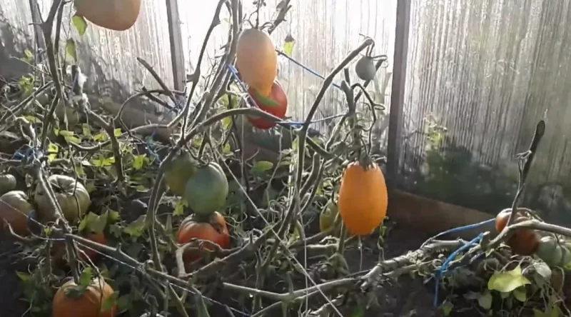 “My mother planted an apple tree — I haven't eaten a single apple.” Stories of Belarusians who left the country and whose property is being “squeezed” by the state