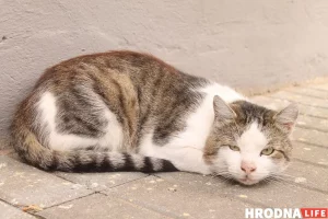 Бяздомны кот на вуліцы Гродна. Фота ілюстрацыйнае з архіву Hrodna.life
