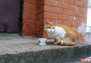 Вулічны кот у Гродне. Ці зможа Ліда стаць горадам катоў. Фота з архіву Hrodna.life