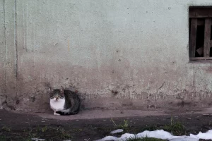 Гродзенскім коцікам знайшлі новы домік. Але арэнда там даражэйшая - валанцёры просяць дапамогі дапамога бяздомным катам у Гродне