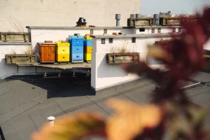 Шматфункцыйная набярэжная, парк з дзікай прыродай і гатэль з пчоламі. 7 урбаністычных ідэй Варшавы, якія можа пазычыць Гродна Вуллі з пчоламі на даху гатэля Chopin B&B у Варшаве