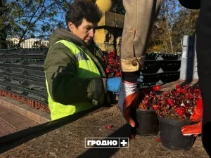 Да зімы ў Гродне прыбіраюць вертыкальнае азеляненне. У наступным сезоне гараджанам абяцаюць сюрпрыз У Гродне прыбіраюць вертыкальнае азеляненне. Фота: "Гродна Плюс"