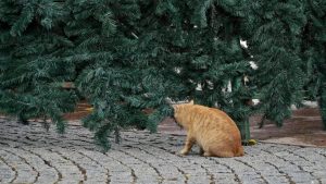 Да святаў у Гродне з'явяцца новыя ёлкі: на 4 больш, чым летась Новы год ёлка на Савецкай