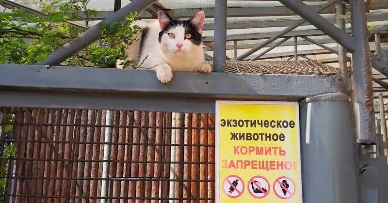 Котка Бася ў Гродзенскім заапарку. Фота: Гродзенскі заапарк