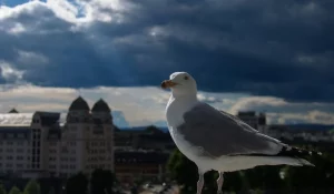 Чайкі - новы гарадскі від у Гродне