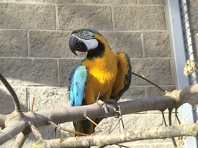 На малпу - 600 рублёў, а на зубра - 8000. Як стаць апекуном жывёл у Гродзенскім заапарку