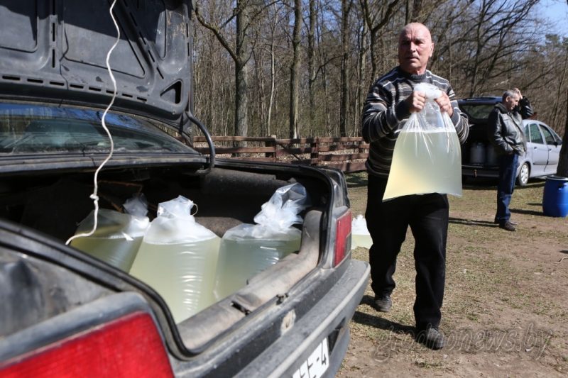 Пачынаюць нарыхтоўку бярозавага соку. Якая цана ў Гродзенскай вобласці? Фота: grodnonews.by