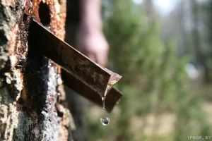 Бярозавага соку ў Гродзенскай вобласці стане больш. Удакладнілі цэны сезона-2025 і дату пачатку продажу (абноўлена) Збор бярозавага соку. Крыніца: 1prof.by