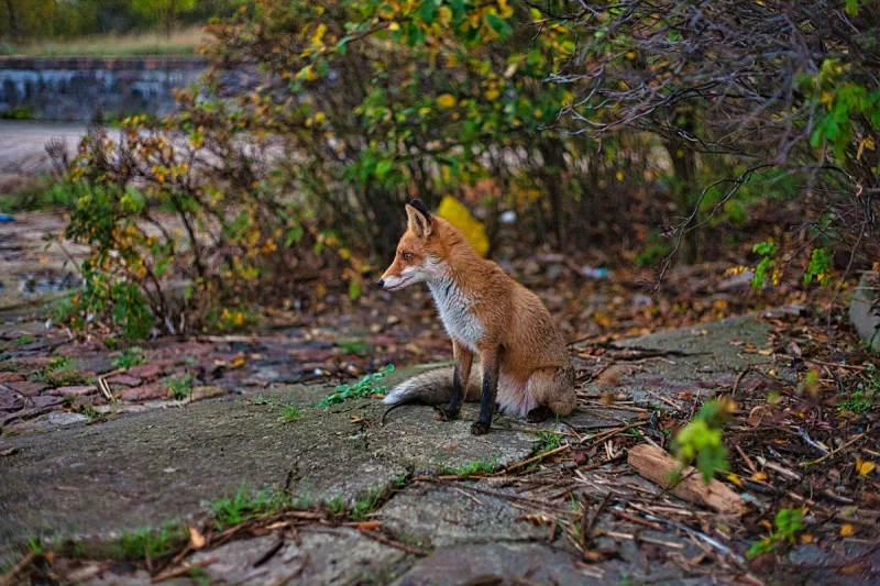 У Гродна заходзіць усё больш ліс. Спецыялісты патлумачылі чаму У Гродна заходзіць усё больш ліс. Спецыялісты патлумачылі чаму