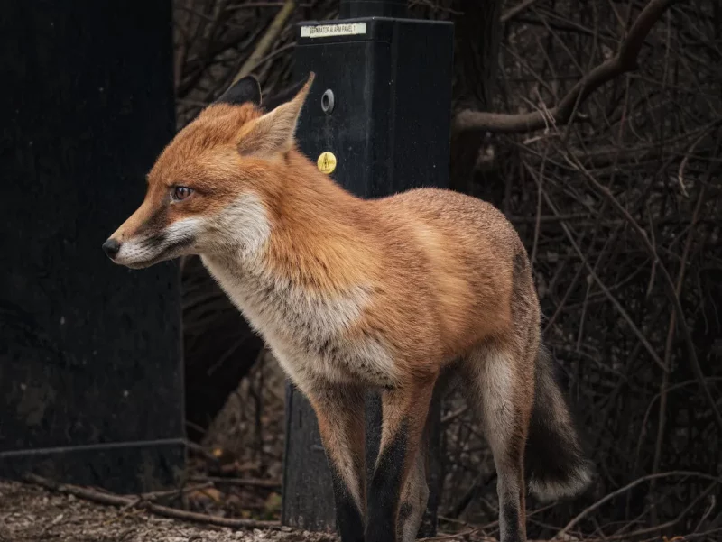 У Гродне ліса разарвала ката: у адным з раёнаў горада жывёл усё больш Ліса ў Гродне