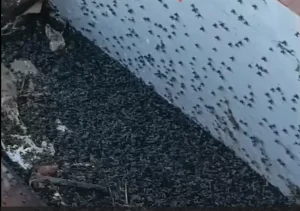 Насякомыя ў Лідзе