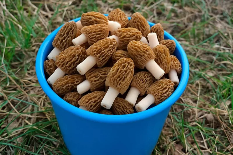 Гродзенцы адкрылі грыбны сезон. Дзе ў вобласці шукаць смаржкі і іншыя грыбы? Гродзенцы адкрылі грыбны сезон. Дзе ў вобласці шукаць смаржкі і іншыя грыбы?