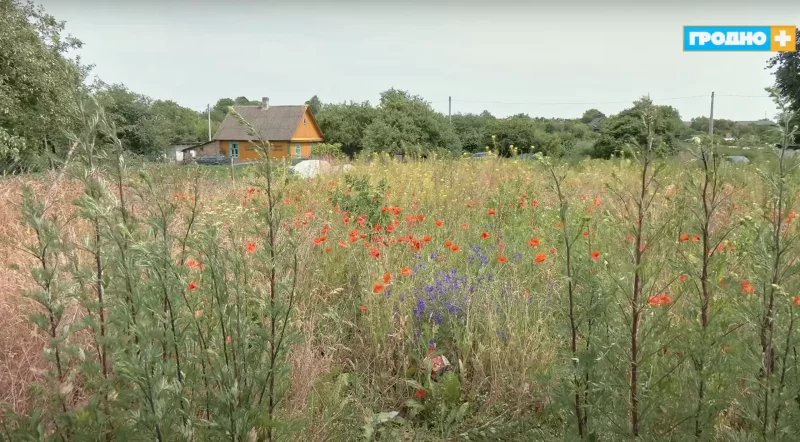 У Гродне знайшлі поле з макам і паспрабавалі абвінаваціць мясцовых жыхароў — усё праз новыя правілы пра касьбу каля прыватных дамоў макі ў Гродне, макавае поле