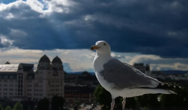 «Я не ведаю, чаго ад іх чакаць». У Гродне — канфлікт чаек і людзей: адныя крычаць, другія разбураюць гнёзды Чайкі - новы гарадскі від у Гродне. Фота ілюстрацыйнае: Unsplash