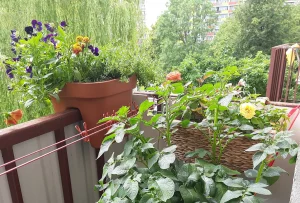 «Гэта вяртае ў часы, калі ты быў шчаслівы». Як беларусы за мяжой робяць агароды на балконах Агарод на балконе Вольгі. Фота прадстаўленыя гераіняй