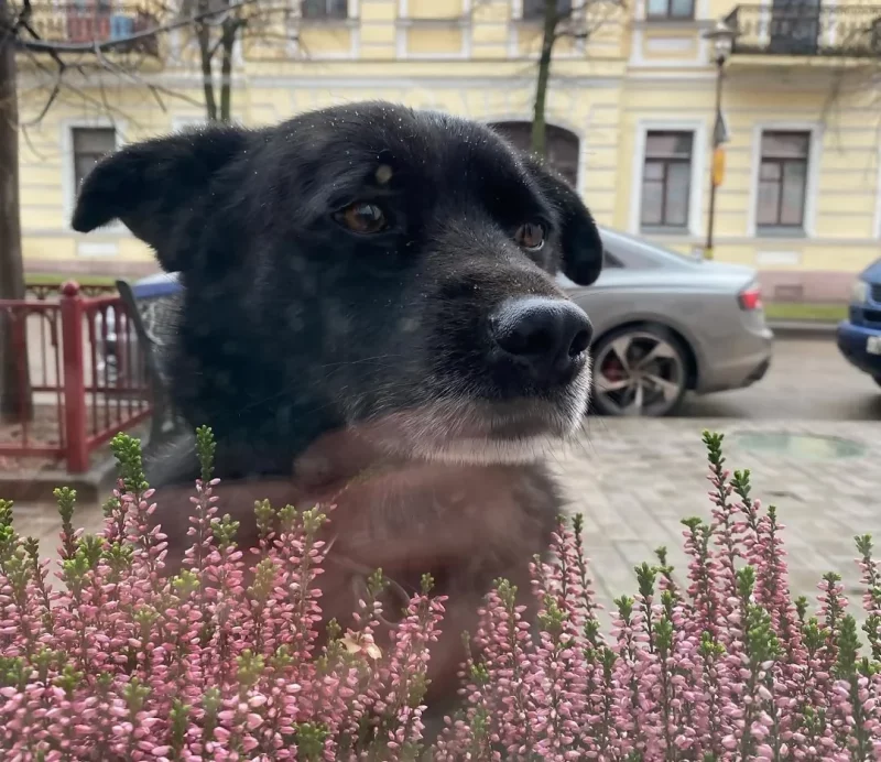 «Ёсць шанец дачакацца свой дом». Гродзенскаму інстаграмнаму сабаку Барону знайшлі часовую ператрымку Сабака Барон. Фота: Instagram-акаўнт сабакі