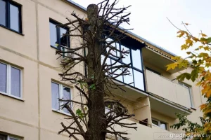 Гродзенцу перашкаджае ліпа, якую шмат гадоў таму пасадзілі ў двары яго дома. Што сказалі ва УЖРЭП? Гродзенцу перашкаджае ліпа, якую шмат гадоў таму пасадзілі ў двары яго дома. Што сказалі ва УЖРЭП?