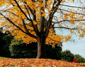 У Слоніме мужчына спілаваў верхавіну дрэва каля дома і атрымаў штраф клен дерево природа