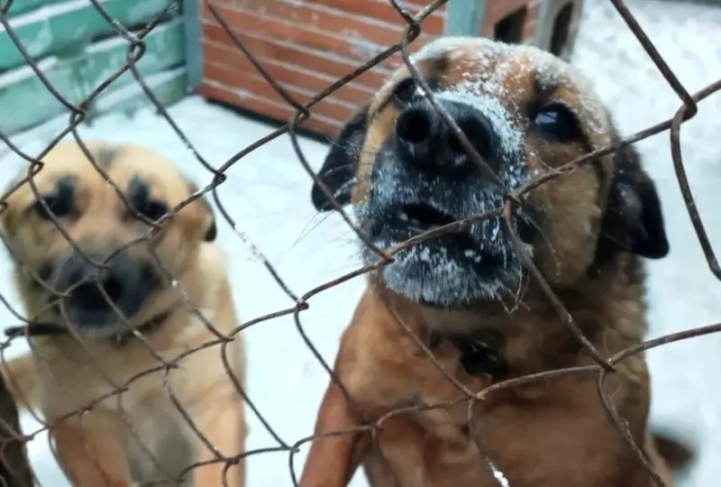 Домік для бяздомных сабак у Гродне засыпала снегам: валанцёры просяць аб дапамозе Сабакі Гродна