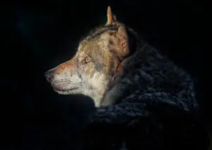 “У Польшчы б хваліліся”. Пад Гроднам хацелі адстрэліць ваўка - а як можна іначай? Воўк. Ілюстратыўнае фота