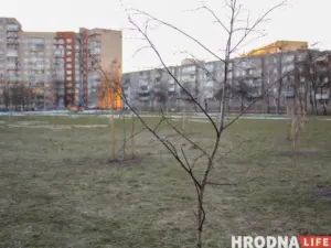 “Азеляненне — дарагая і сістэмная работа”. 5 спосабаў (не) пасадзіць дрэвы ў Гродне, Брэсце, Магілёве і па ўсёй Беларусі “Азеляненне — дарагая і сістэмная работа”. 5 спосабаў (не) пасадзіць дрэвы ў Гродне, Брэсце, Магілёве і па ўсёй Беларусі