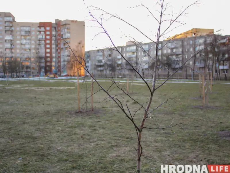 “Азеляненне — дарагая і сістэмная работа”. 5 спосабаў (не) пасадзіць дрэвы ў Гродне, Брэсце, Магілёве і па ўсёй Беларусі