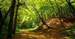 Ці пабудуюць у Гродне крэматорый — калумбарый карыстаецца попытам Дарожка ў Румлёўскім парку. Фота: pomniki.grodnolib.by