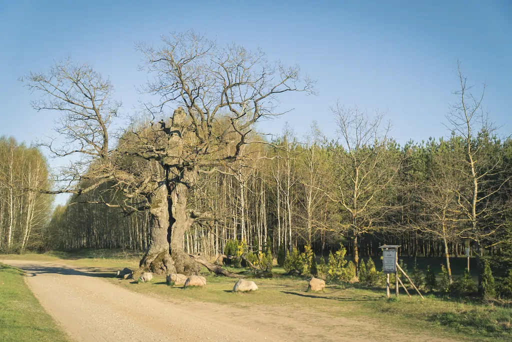 Дуб Дунін. Фота: Hrodna.life
